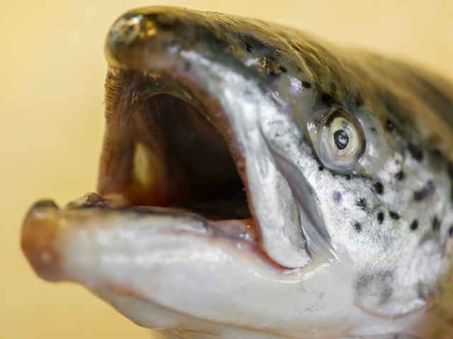 The Salmon Sperm Skincare Trend: What Is It and Does It Work?